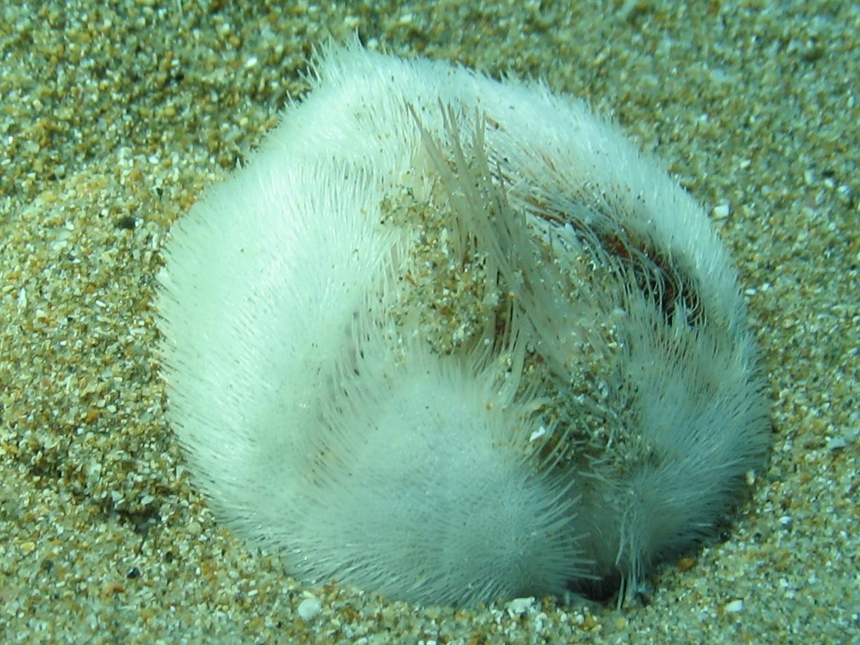 Echinocardium sp. (da Milos, Grecia)